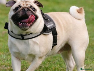 Pug dogs for sale - Advert 1
