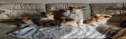 Rough Collie dogs for sale: Rough Collie in Houghton le Spring - Advert 10