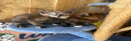 Mixed Breed cats for sale: Ginger and tortoise  kittens  - Advert 19