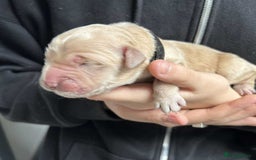 Golden Retriever dogs for sale: Gorgeous Golden Retriever Puppies!! - Image 14
