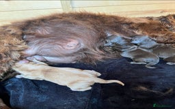 Cocker Spaniel dogs for sale: Pure bred, Cocker spaniels - Image 16