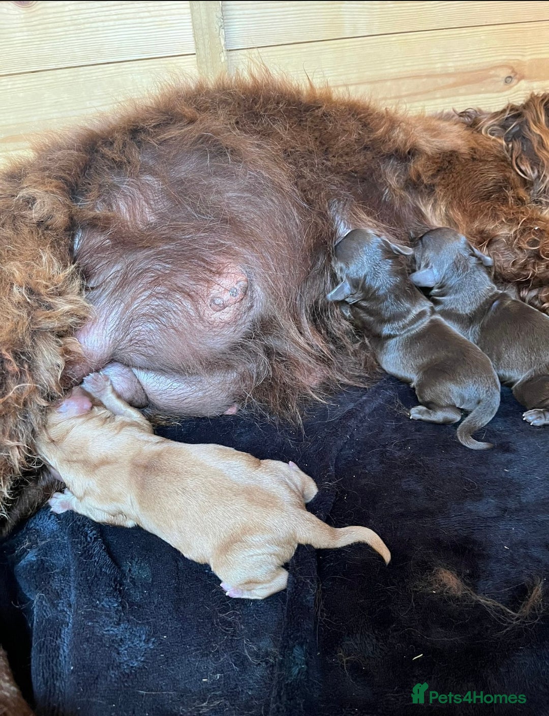 Cocker Spaniel dogs for sale: Pure bred, Cocker spaniels - Image 16