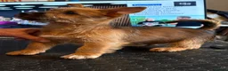 Australian Terrier dogs for sale: Australian Terrier (Red) male puppy in Worcester - Advert 2