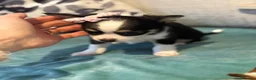 Chihuahua dogs for sale: Beautiful Long-Haired Chihuahua Puppies  in Plymouth - Advert 19