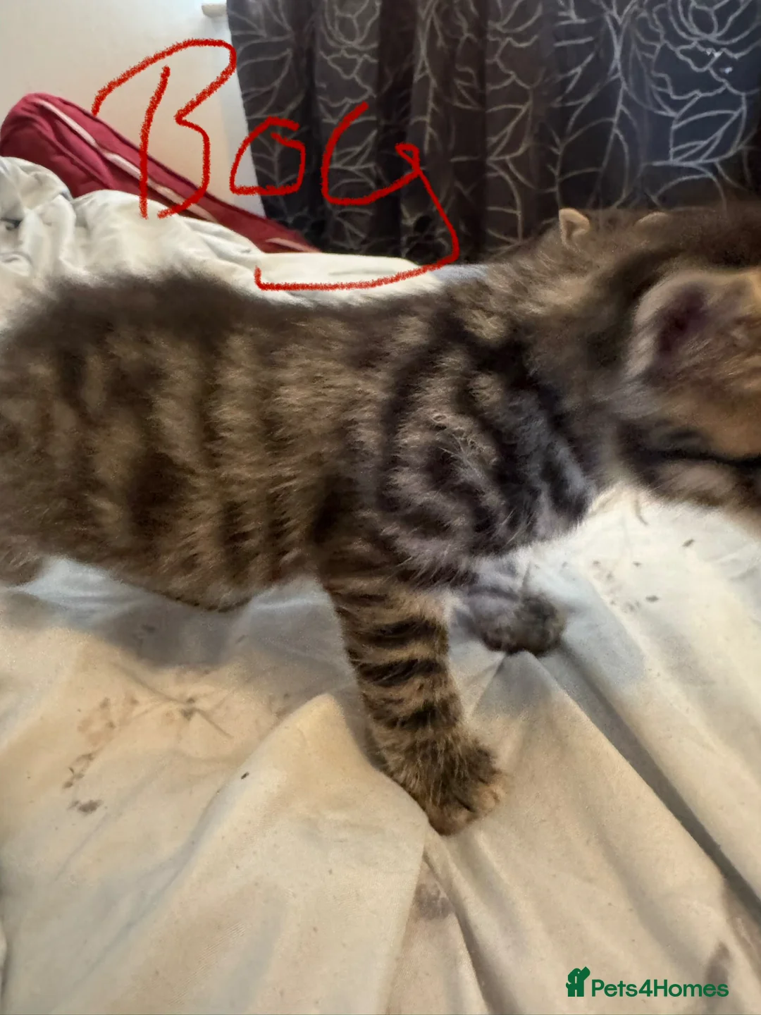 Mixed Breed cats for sale: Bengal cross  in Holt - Advert 2