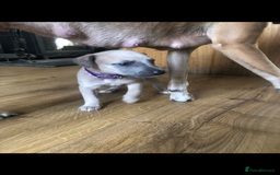 Whippet dogs for sale: Kc registered blue fawn whippets  - Image 1