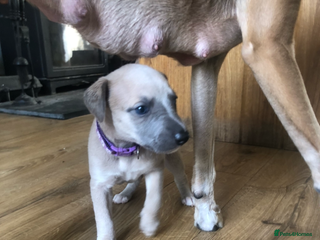 Whippet dogs - Advert 34