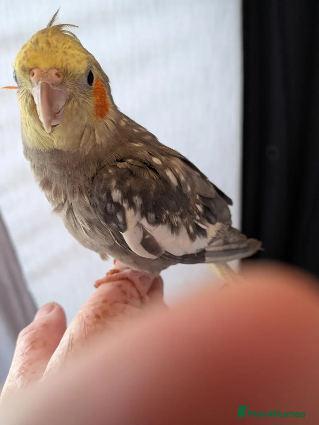 Cockatiels birds for sale: Hand reared very tame baby cockatiel s  - Advert 1