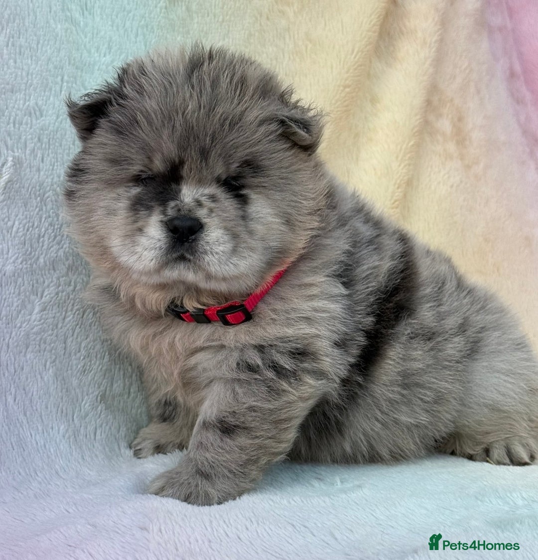 Chow Chow dogs for sale: American Blood Line Chow Chow Puppies  - Advert 28
