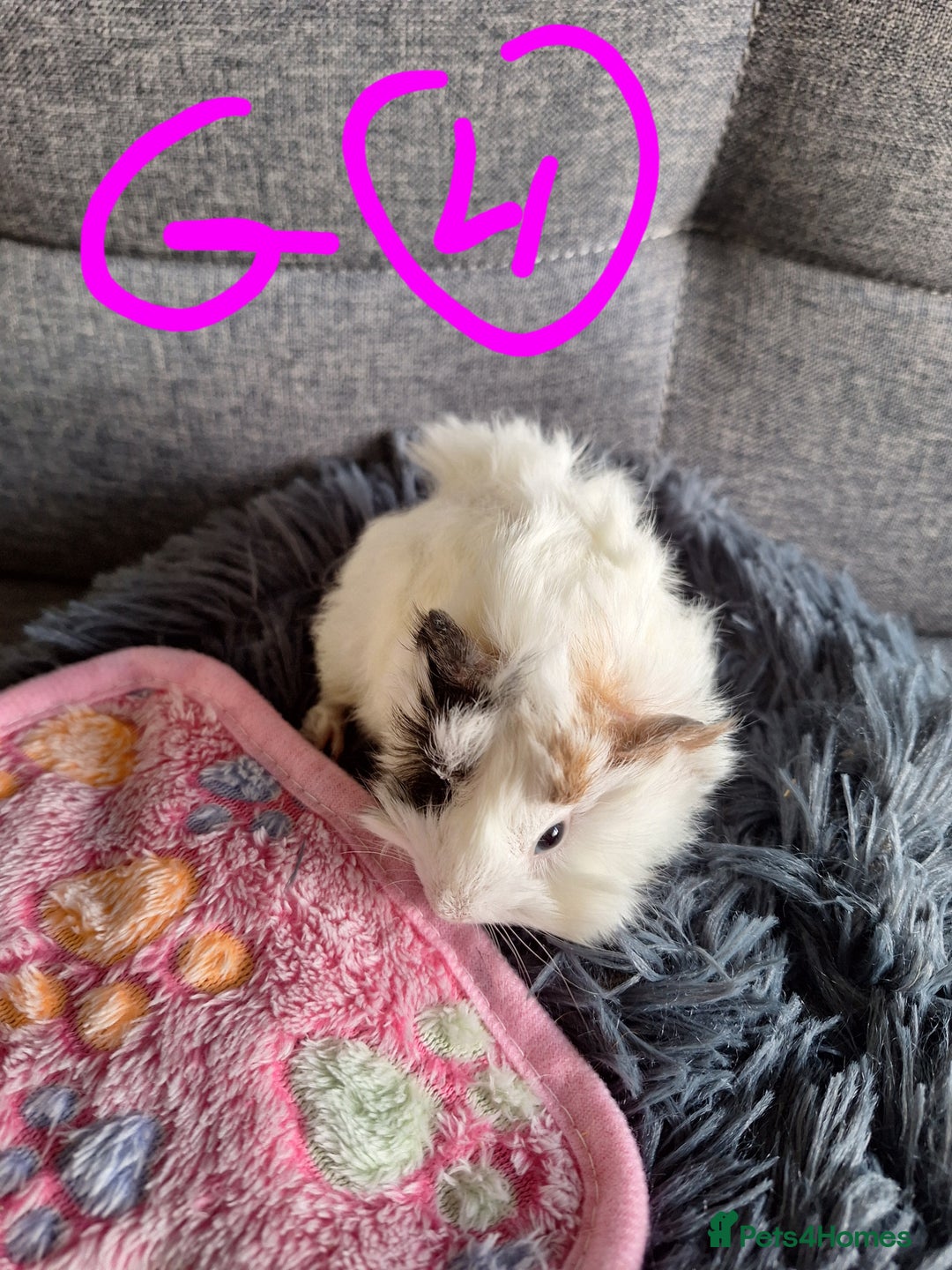 Guinea Pig rodents for sale: 😍 Lovely sows and one boar 💚  - Image 7