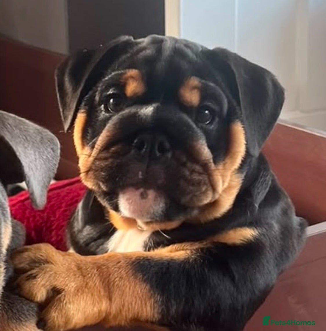 English Bulldog dogs 1st class adorable kc reg bulldog puppies  - Advert 2