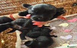 Yorkshire Terrier dogs for sale: Black Onyx Yorkie ready to Reserve 🖤 - Image 13