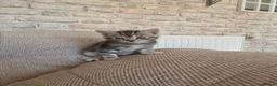Mixed Breed cats for sale: 6 stunning breed kittens - Advert 1