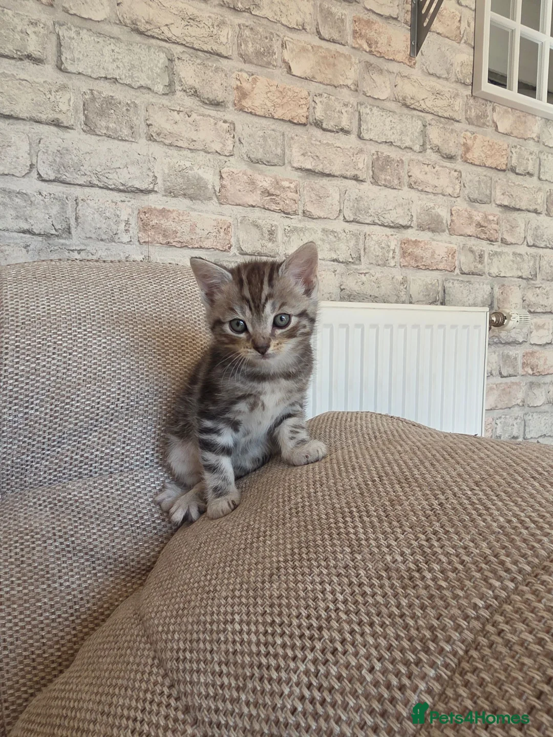 Mixed Breed cats for sale: 6 stunning breed kittens - Advert 1