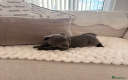 Staffordshire Bull Terrier dogs for sale: KC Registered Staffordshire Bull Terrier Puppies - Image 1