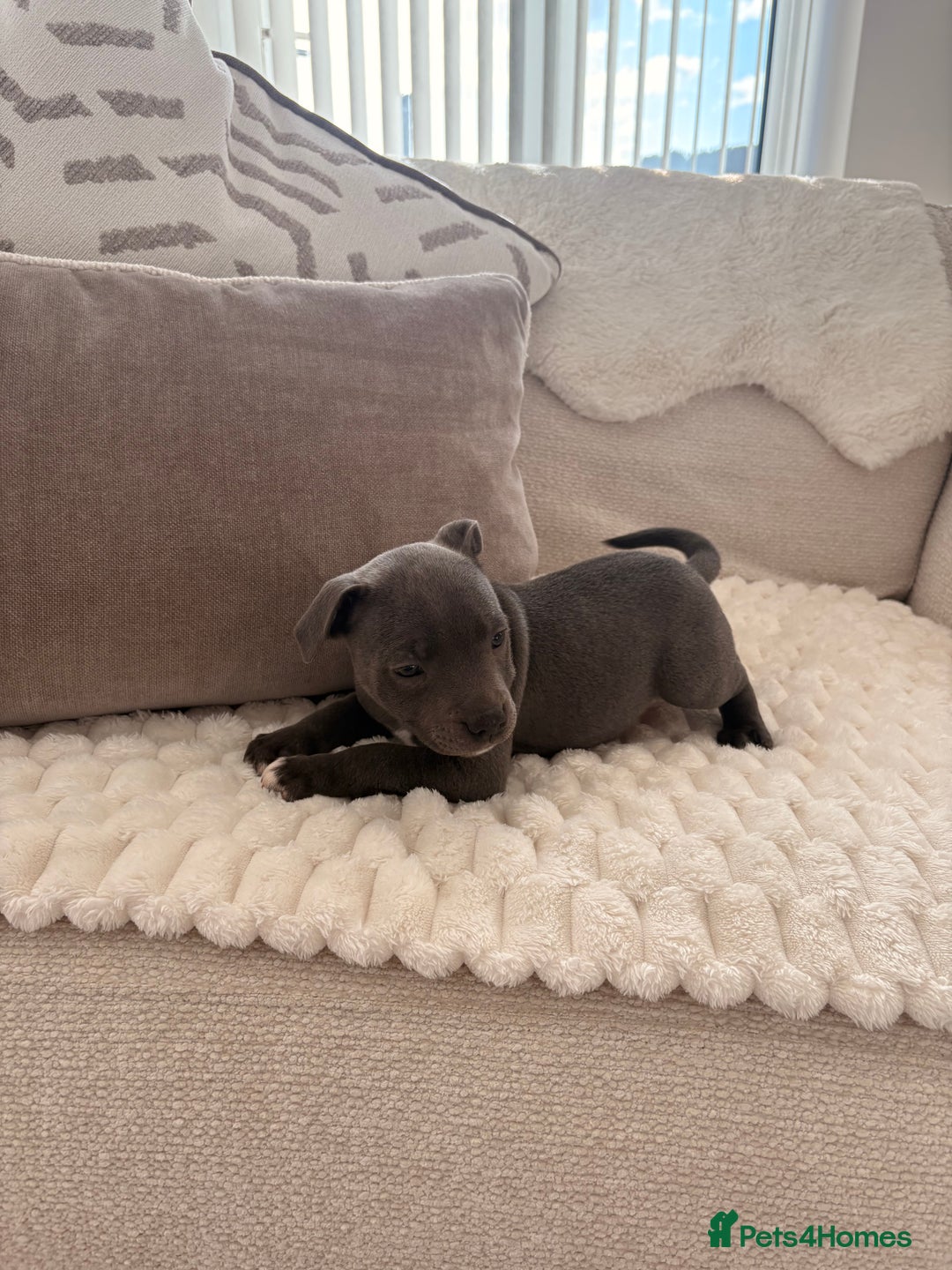 Staffordshire Bull Terrier dogs for sale: KC Registered Staffordshire Bull Terrier Puppies - Image 1