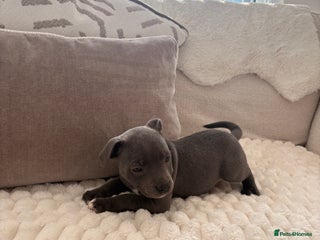 Staffordshire Bull Terrier dogs - Advert 1