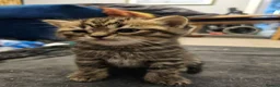 British Shorthair cats for sale: ✨️✨️Tabby British Shorthair kitten✨️✨️ - Advert 3