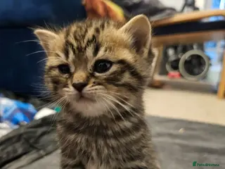 British Shorthair cats ✨️✨️Tabby British Shorthair kitten 2 left ✨️✨️ - Advert 6