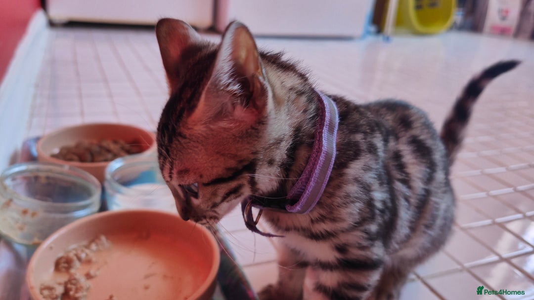 Bengal cats for sale: 1no. Female Bengal Kitten - Image 14