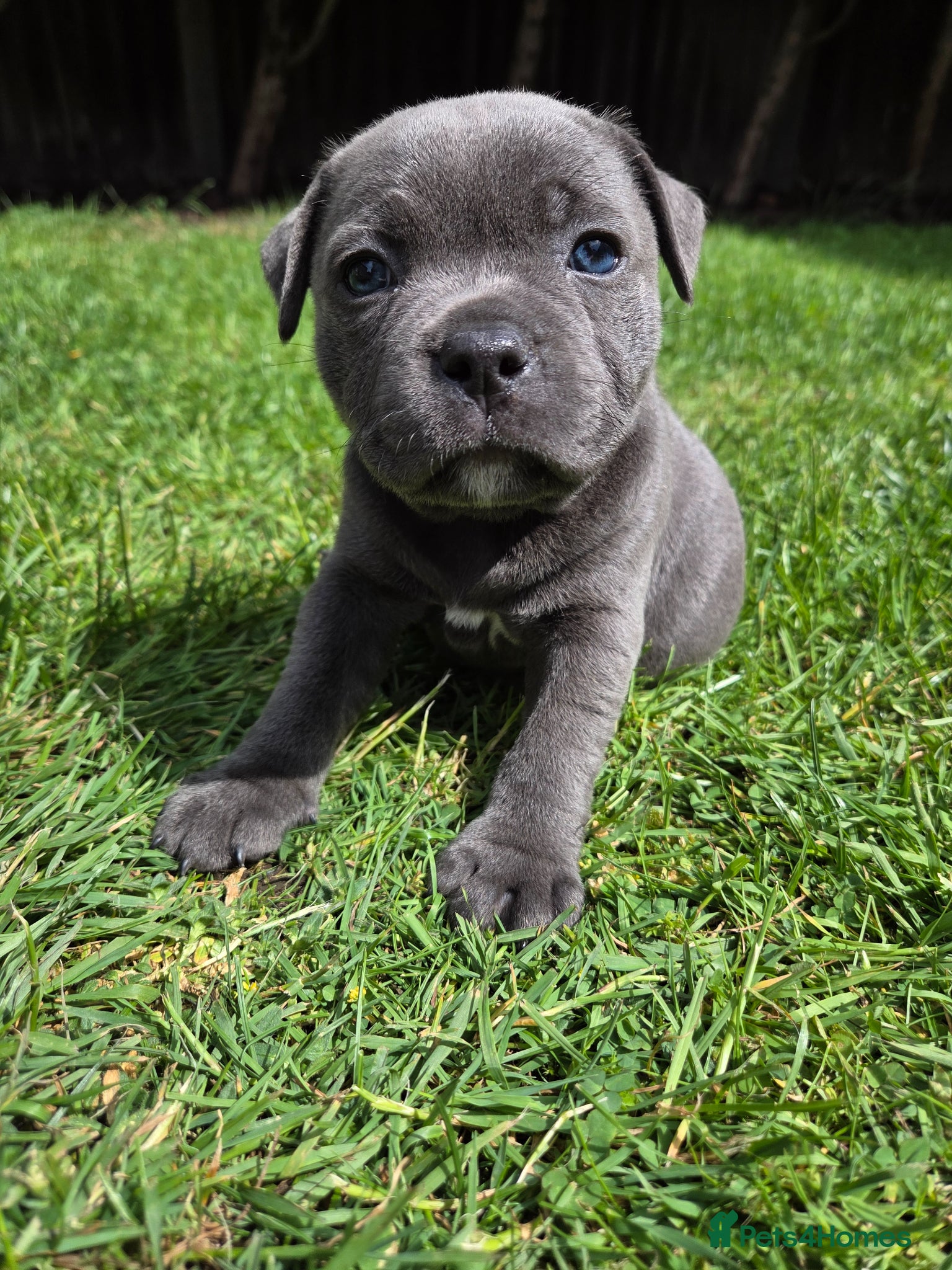 Staffordshire Bull Terrier dogs Last KC Staffy  Female Puppy  - Advert 8