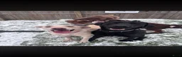Labrador Retriever dogs for sale: Labradors looking for new home in Dalkeith - Advert 6