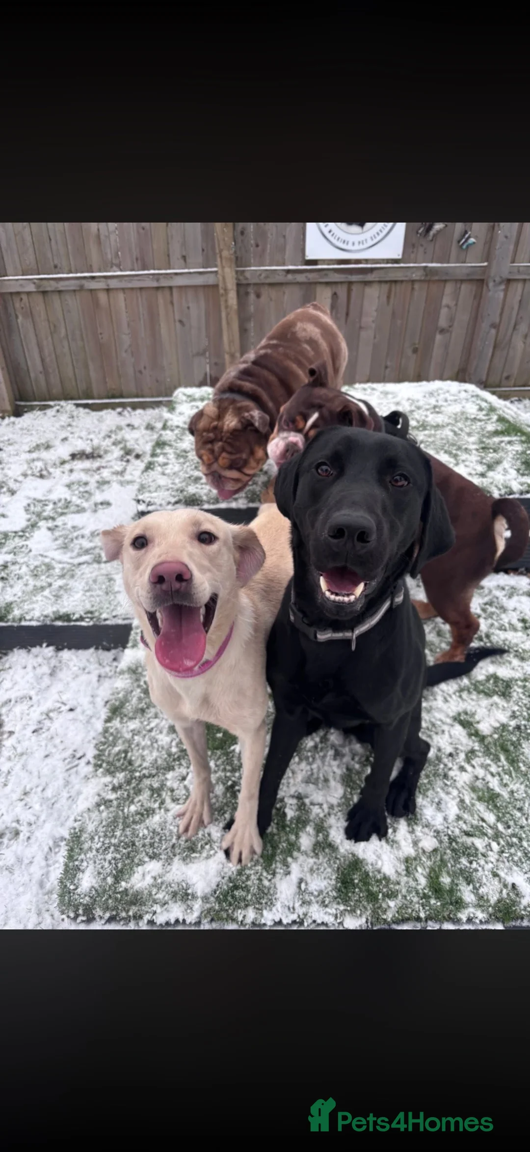 Labrador Retriever dogs for sale: Labradors looking for new home in Dalkeith - Advert 6
