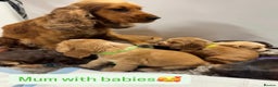 Cocker Spaniel dogs for sale: ✨STUNNING SABLE SHOW TYPE COCKER SPANIEL PUPPIES✨ - Advert 15