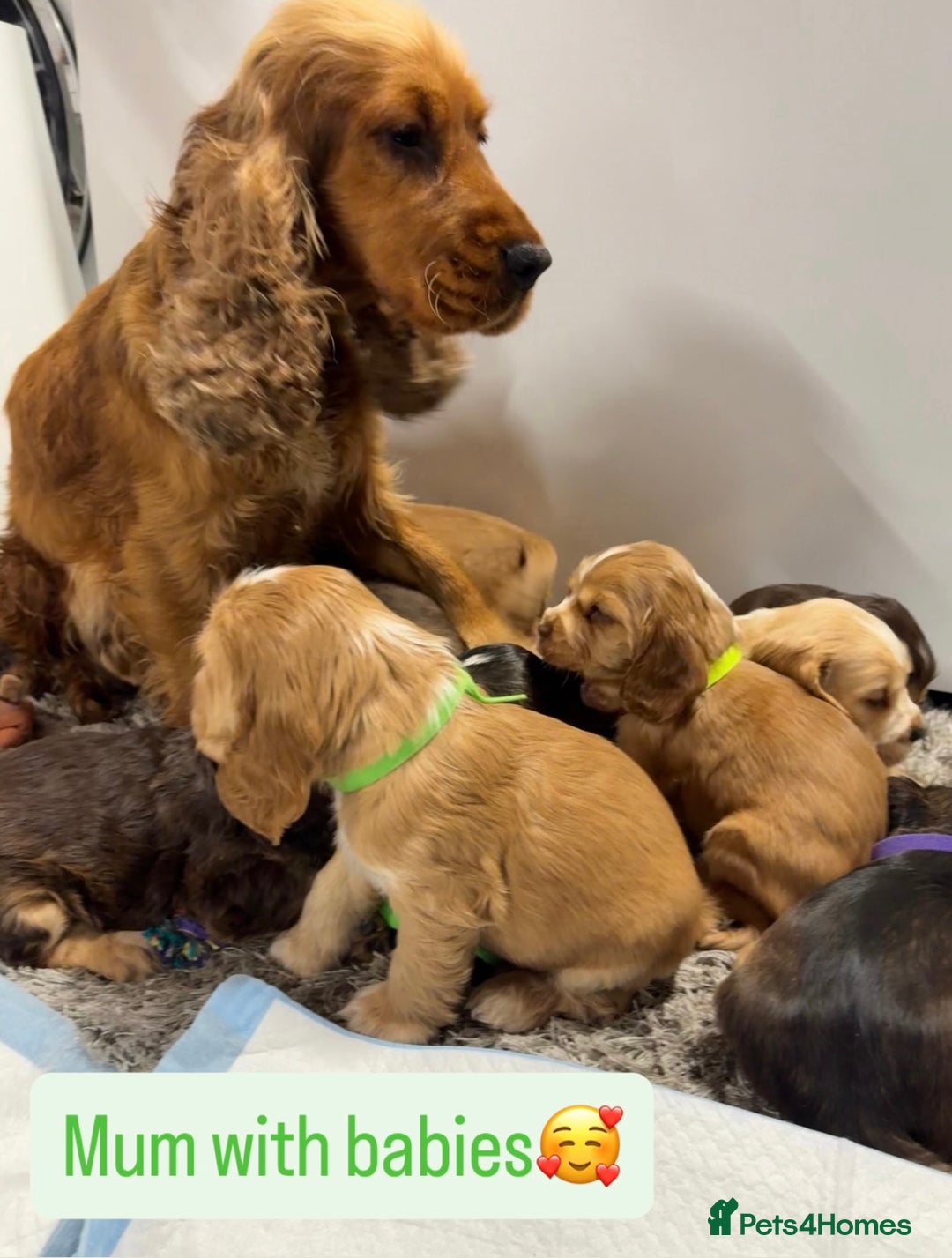 Cocker Spaniel dogs for sale: ✨STUNNING SABLE SHOW TYPE COCKER SPANIEL PUPPIES✨ - Advert 15