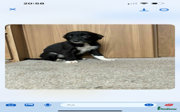 Border Collie dogs for sale:  Beautiful Border Collie Puppies  - Image 4