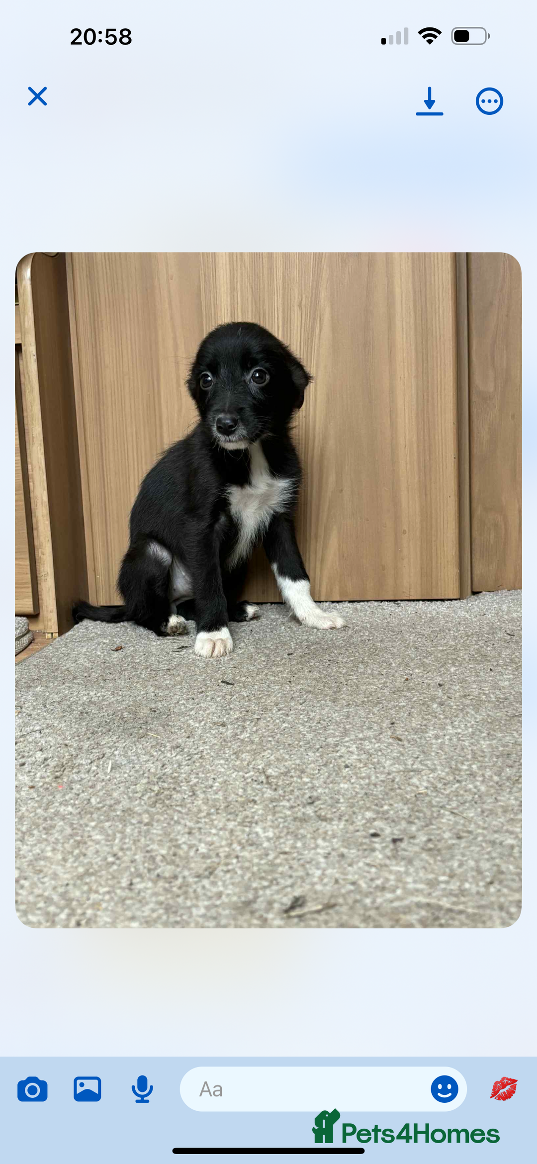 Border Collie dogs for sale:  Beautiful Border Collie Puppies  - Image 4