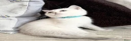 British Shorthair cats for sale: Beautiful BSH Blue Golden TICA kittens - Advert 20