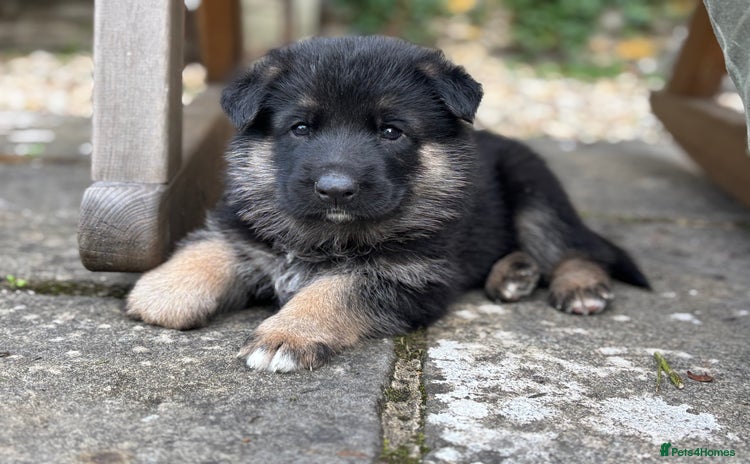 German Shepherd dogs - Advert 7