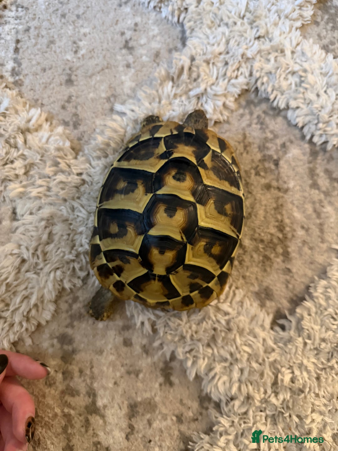 Hermann Tortoise reptiles for sale: Walter - Advert 4
