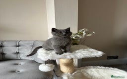 British Shorthair cats for sale: Blue British Shorthair registered Full Pedigree  - Image 9