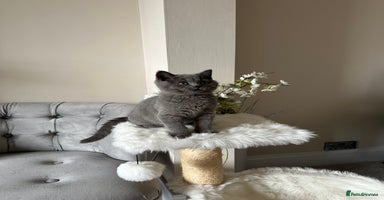 British Shorthair cats - Advert 10