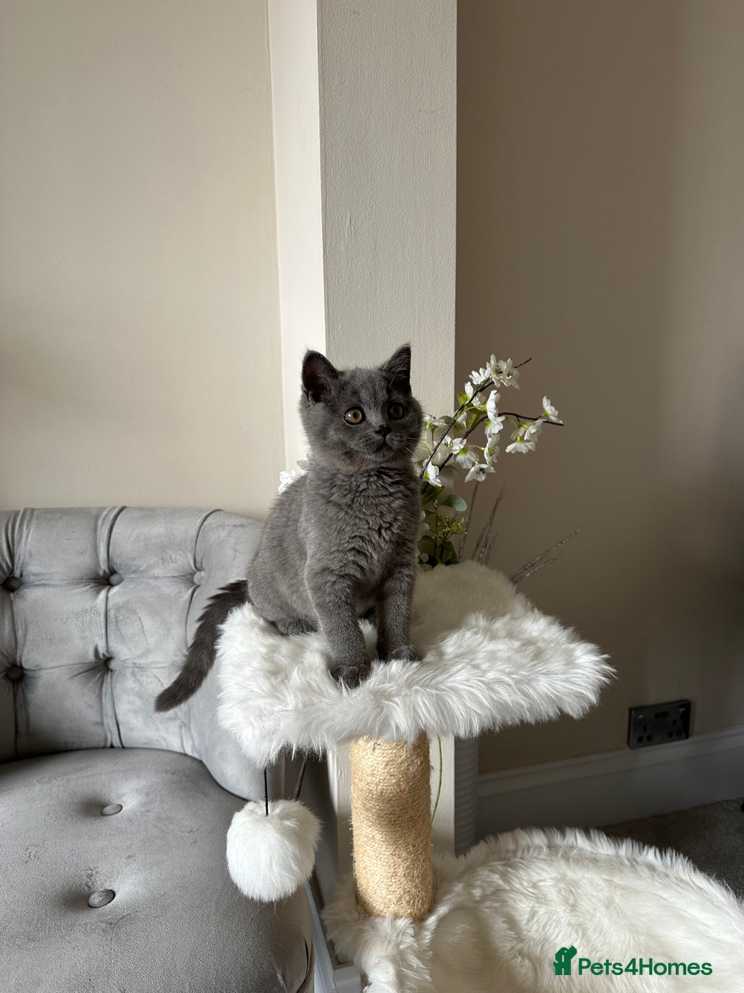 British Shorthair cats for sale: Blue British Shorthair registered Full Pedigree  - Image 9