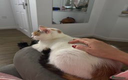 Mixed Breed cats for sale: Mixed breed Kittens  - Image 16