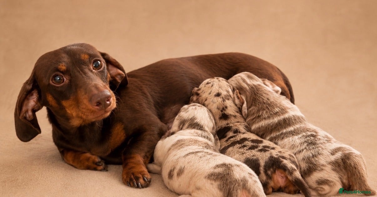 Miniature Dachshund dogs Stunning miniature dachshund puppies  - Advert 9