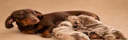 Miniature Dachshund dogs for sale: Stunning miniature dachshund puppies  - Advert 1