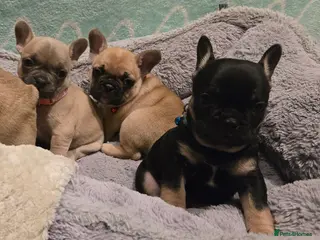 French Bulldog dogs French bulldog puppies. - Advert 8