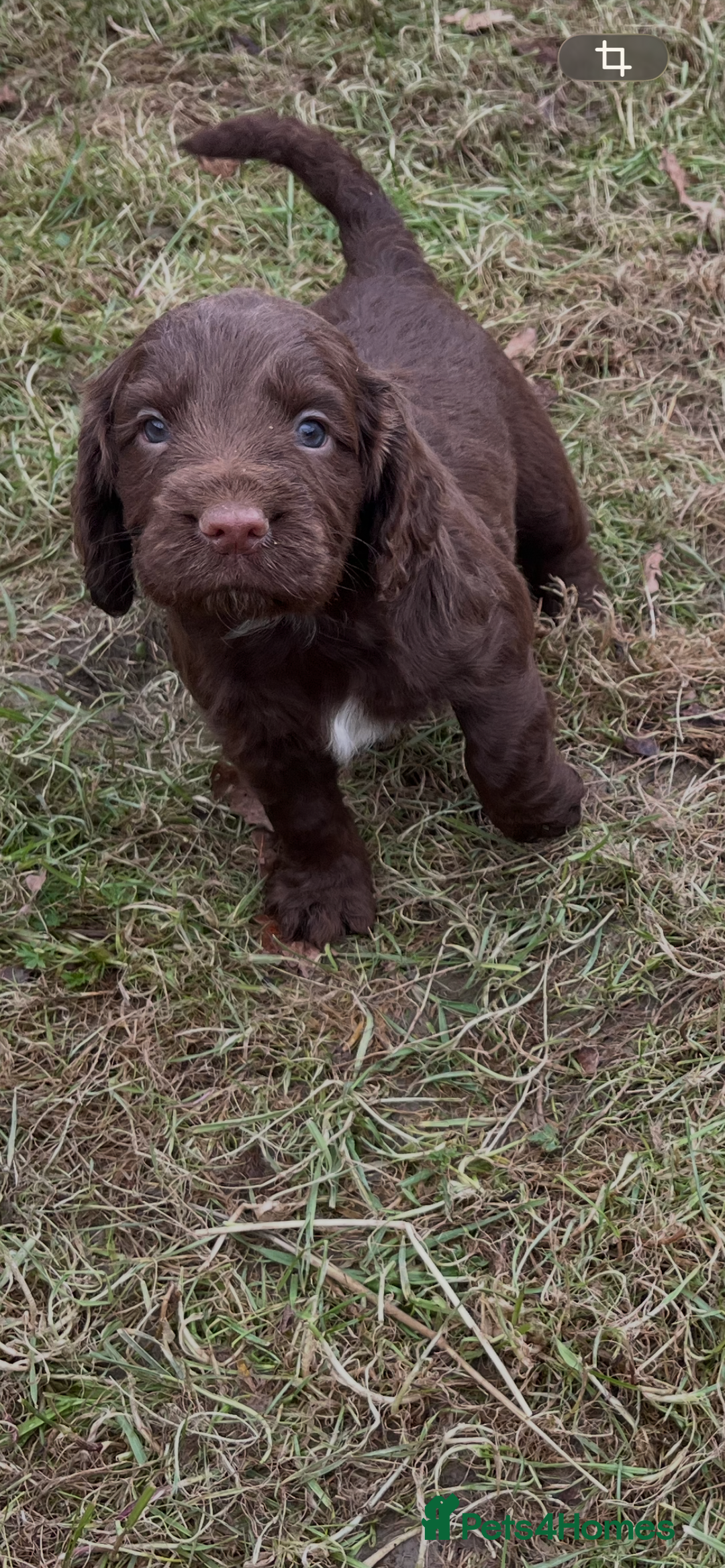 Cocker Spaniel dogs for sale: Beautiful Cockerspaniel Puppies for sale🐶 - Advert 7