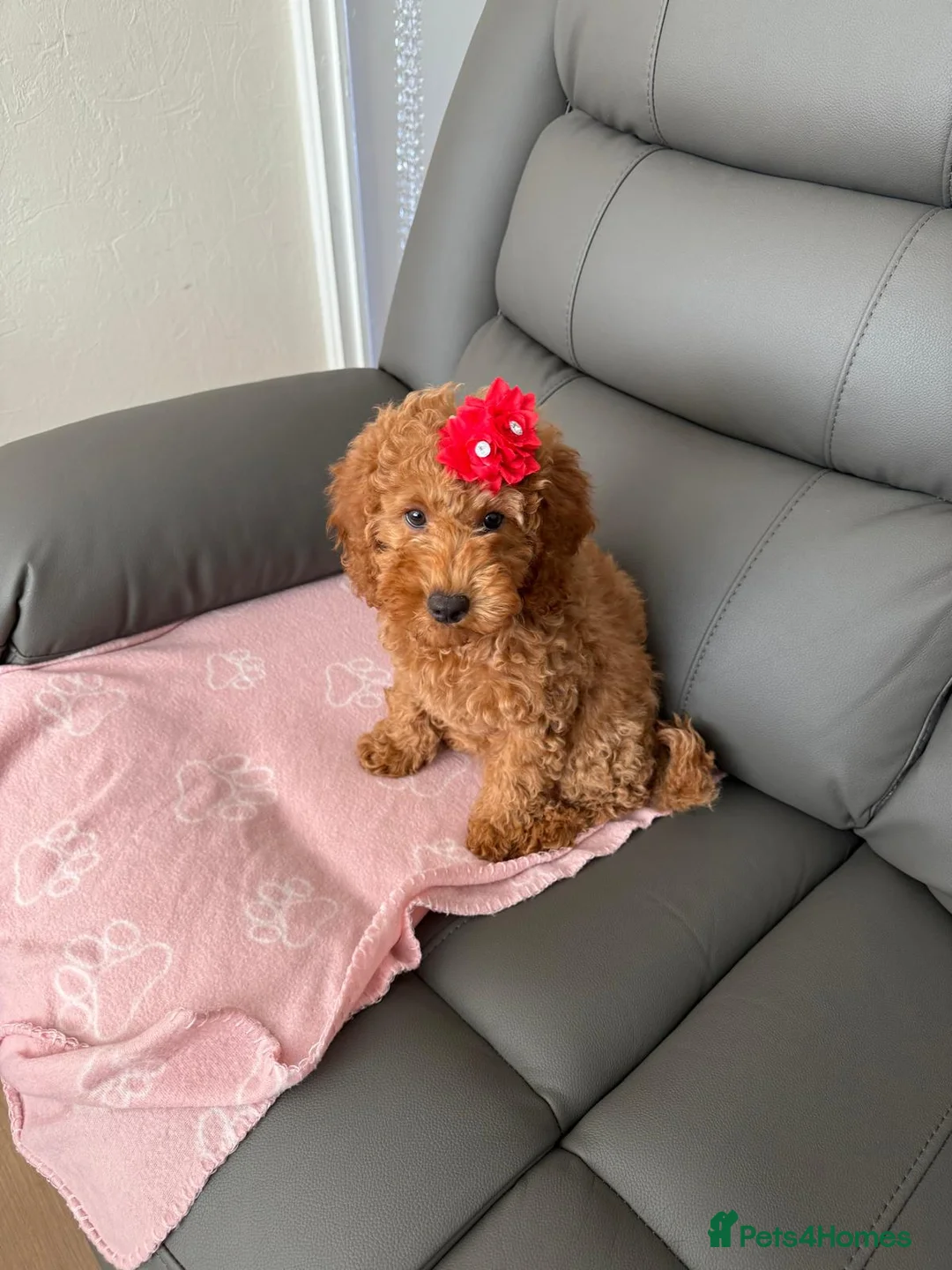 Cockapoo dogs for sale: Cockapoo puppy - Advert 1
