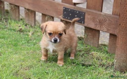 Jack Russell dogs for sale: Beautiful Jack Russell Puppies - Image 14