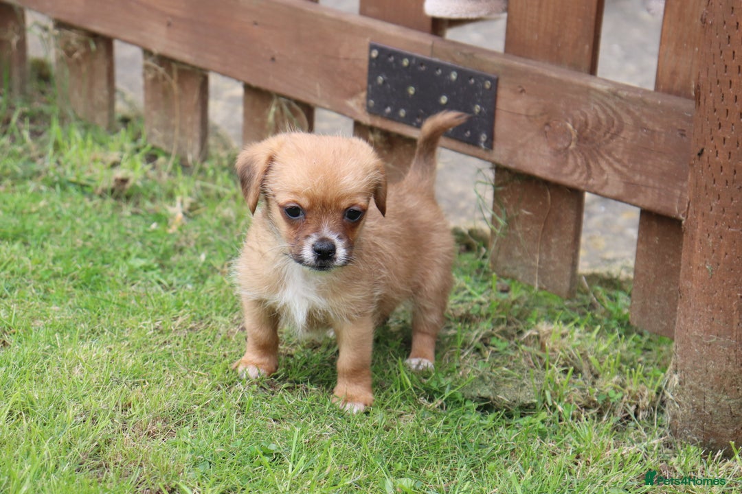Jack Russell dogs for sale: Beautiful Jack Russell Puppies - Image 14