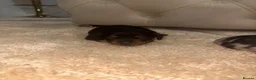 Miniature Dachshund dogs for sale: ✨ KC Lines | Miniature Dachshund Puppies✨ - Advert 15