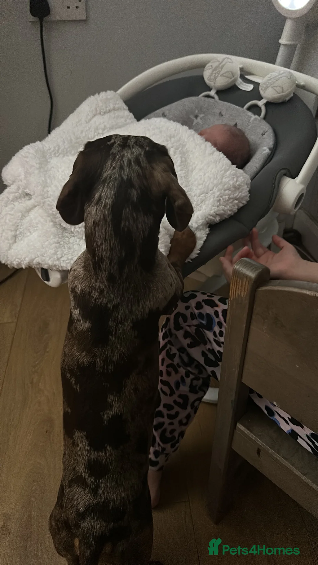 Miniature Dachshund dogs for sale: Miniature dachshund - Advert 2