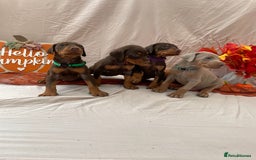 Dobermann dogs for sale: KC Reg European Doberman Pups Exceptional Line - Image 3