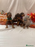 Dobermann dogs - Advert 2