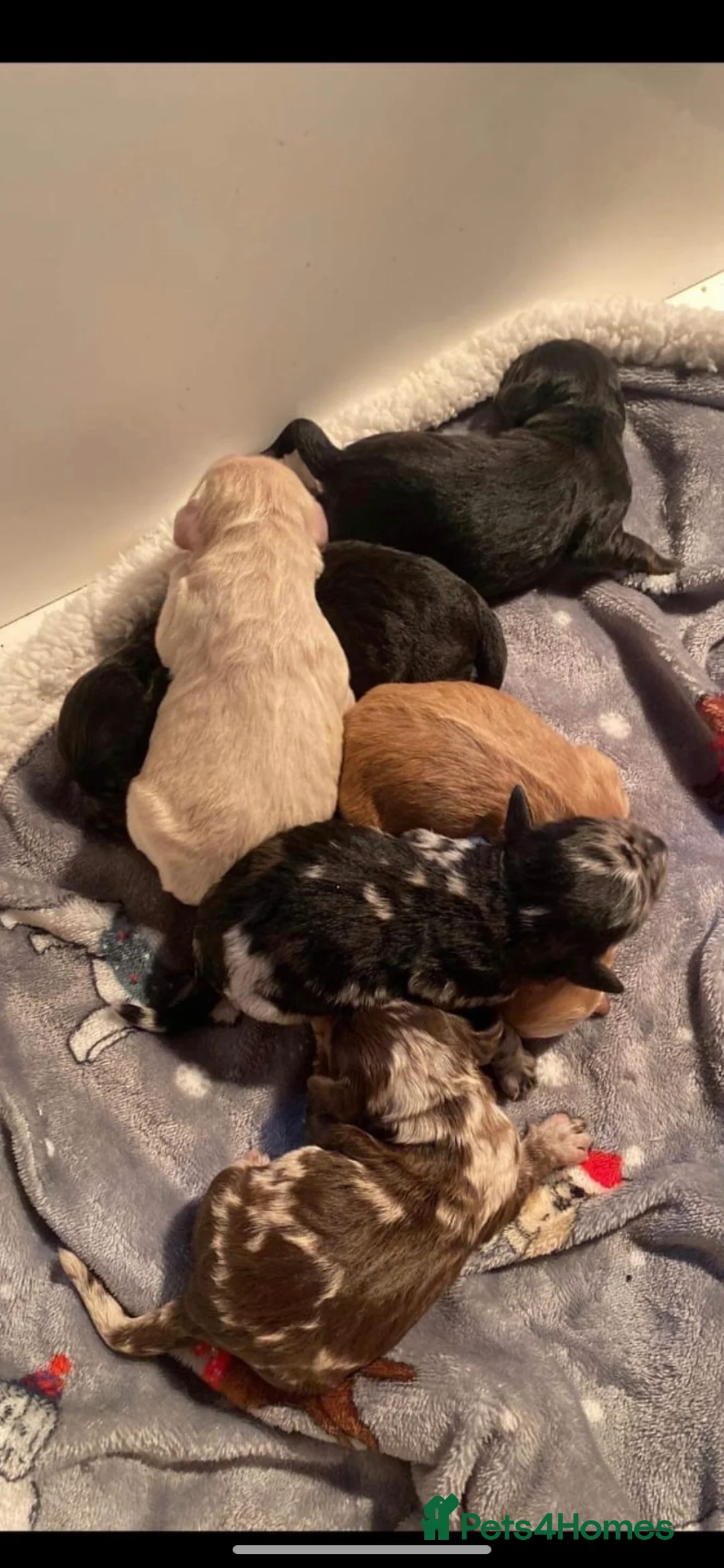 Miniature Poodle dogs for stud: Miniature poodle blue merle for stud in Bradford - Advert 11